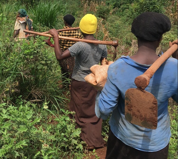 Ugandan farmers carrying their tools to their gardens