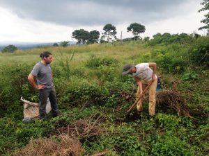 Volunteers planting mango trees in Uganda, Africa