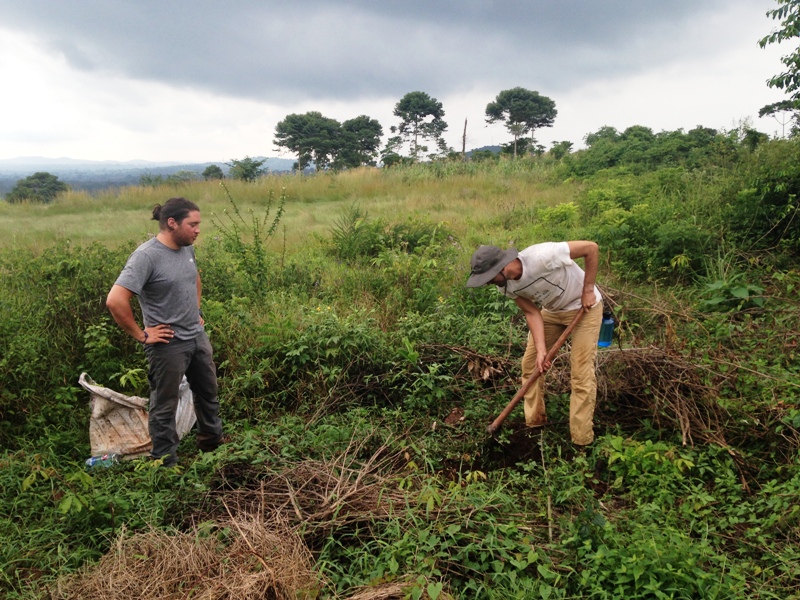 planting mango trees in Uganda