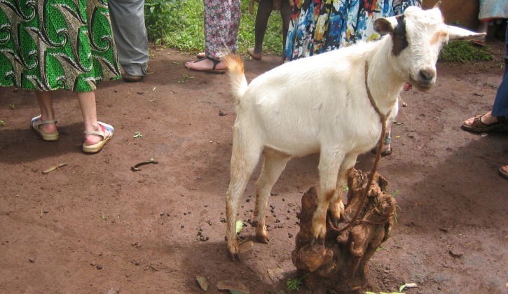 a goat in rural Uganda