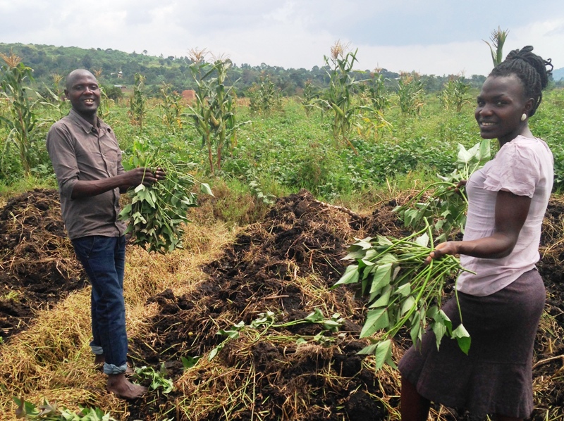 Volunteer on a farm in Uganda. Exercise, clean air, and local food security