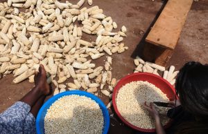 volunteers preparing maize for milling in Uganda