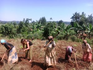 organic farming in Uganda
