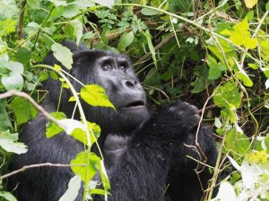 mountain gorilla Uganda