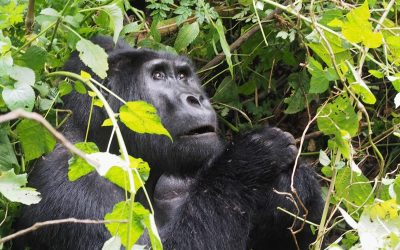 mountain gorilla Uganda