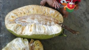 the inside of a jackfruit in Uganda