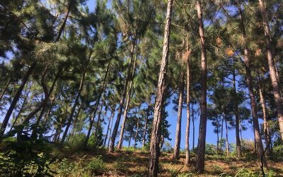 trees in Uganda